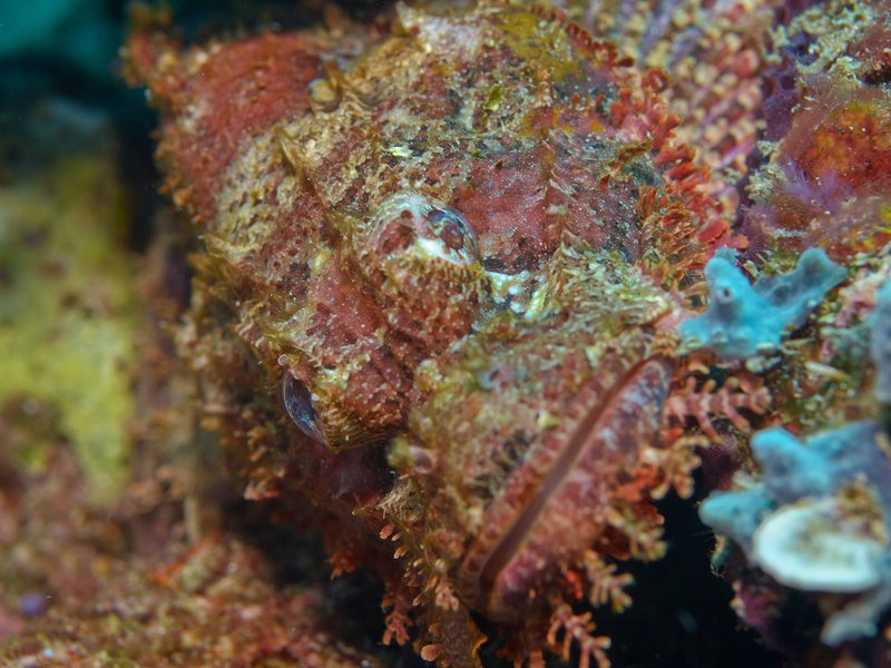 Scorpion Fish, Segalu
